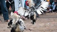 Istimewa Judi Sabung Ayam Pasar Patok Dengkol Akan Diresmikan 