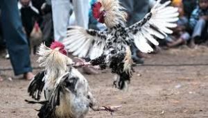 Istimewa Judi Sabung Ayam Pasar Patok Dengkol Akan Diresmikan 