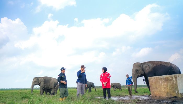 PLN Ikut Aktif Lestarikan Gajah Sumatra, Sediakan Kendaraan Patroli Hewan