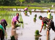 Babinsa Koramil 13/Purwosari Bojonegoro bantu Petani Tanam Padi, Guna Sukseskan Hanpangan