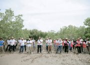 PLN Tanam Ribuan Mangrove, Rehabilitasi Pesisir Tanah Merah dan Menipo di NTT