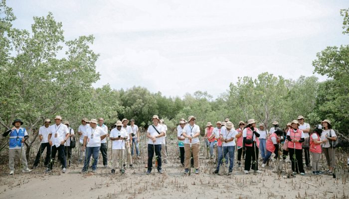 PLN Tanam Ribuan Mangrove, Rehabilitasi Pesisir Tanah Merah dan Menipo di NTT