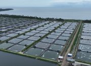 Perusahaan Tambak Udang di Maluku Berhasil Efisiensi Rp123 Juta Lebih per Hari Berkat Listrik PLN