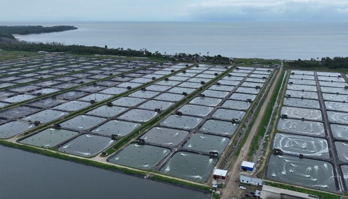 Perusahaan Tambak Udang di Maluku Berhasil Efisiensi Rp123 Juta Lebih per Hari Berkat Listrik PLN