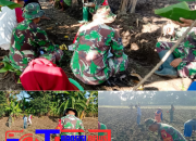 Bukti Nyata TNI Bersama Rakyat, Babinsa Koramil 10/Kanor Bojonegoro bantu Petani Tanam Bibit Jagung