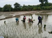 Kabar Gembira Bagi Petani Bojonegoro, Alokasi Pupuk Bersubsidi Ditambah untuk Tingkatkan Produksi 