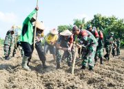 Penguatan Ketahanan Pangan, Kodim Bojonegoro Tanam Jagung Seluas 60 Hektar