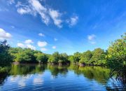 Kembangkan Hutan Mangrove di Bali, PLN Sukses Jaga Lingkungan dan Berdayakan Masyarakat