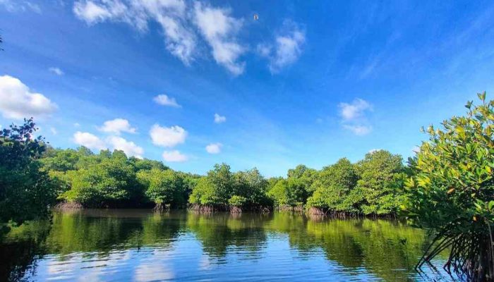 Kembangkan Hutan Mangrove di Bali, PLN Sukses Jaga Lingkungan dan Berdayakan Masyarakat