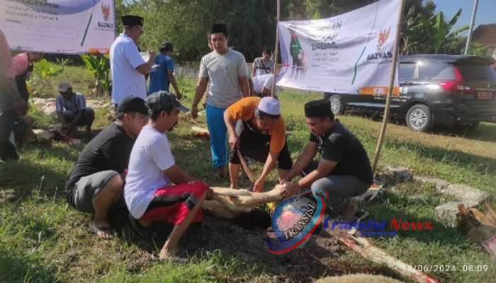 Kurban Program Berkah 2024, Baznas Kabupaten Lamongan Sembelih 90 Ekor Hewan Kurban