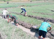 Dukung Ketahanan Pangan, Babinsa Posramil Gondang Bojonegoro bantu Petani Tanam Cabai
