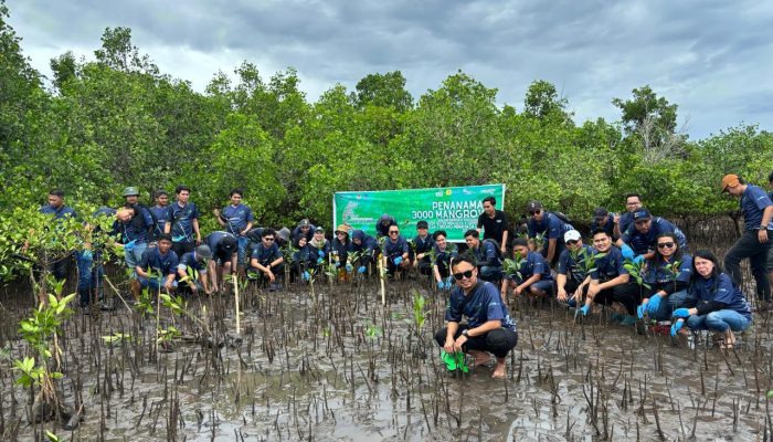 Peringati Hari Lingkungan Hidup Sedunia, PLN Tanam 3.000 Mangrove di Pesisir Sulawesi Utara