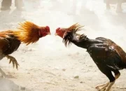 Perjudian Sabung Ayam Kembali Marak di Kabupaten Bojonegoro