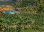 Bisnis Musiman Dengan Modus Pemerataan Lahan Kian Menjamur di Wilayah Sugihwaras