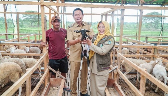  Potensi Peternakan Lamongan Terus Dipacu untuk Jadi Unggulan