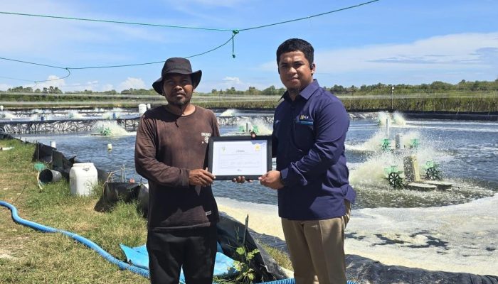 Layanan Listrik Hijau PLN Bantu Petani Tambak Udang di Sulsel Hemat Biaya Operasional dan Tembus Pasar Ekspor