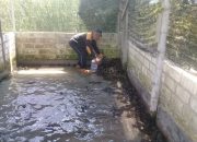 Geliat Wirausaha, Budidaya Bullfrog di Perbon Tuban Masuki Panen Raya