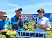 Gandeng BRIN, Pemkab Bojonegoro Kembangkan Budi Daya Cabai Berbasis Kawasan di Sambongrejo