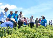 Petani Sambongrejo-Bojonegoro Sambut Gembira Panen Raya Cabai, Terus Berusaha Maksimalkan Produksi 