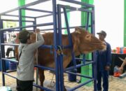 Pemkab Bojonegoro Gelar Kontes dan Pameran Ternak, Hadirkan Ternak Unggulan dari 28 Kecamatan