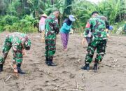 Sukseskan Program Ketahanan Pangan Nasional, Babinsa Koramil Sumberrejo Bojonegoro bantu Petani Tanam Jagung