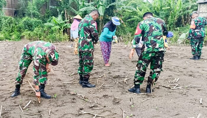 Sukseskan Program Ketahanan Pangan Nasional, Babinsa Koramil Sumberrejo Bojonegoro bantu Petani Tanam Jagung