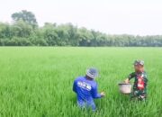Dukung Program Ketahanan Pangan, Babinsa Koramil Balen Bojonegoro bantu Petani Rawat Tanaman Padi