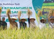 Dukung Ketahanan Pangan, Dandim 0814/Jombang Hadiri Panen Budidaya Padi 