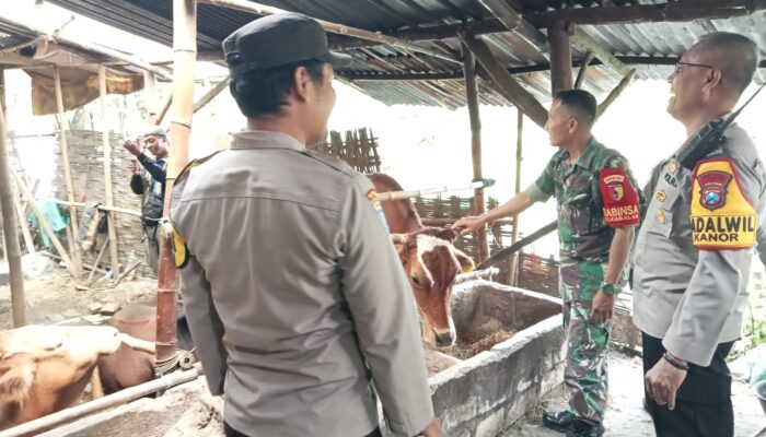 Kapolsek Kanor AKP Slamet S.H, Laksanakan Sosialisasi Pencegahan Penyakit PMK 