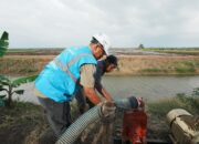 Momen Tahun Baru PLN Dukung Tranformasi Pertanian Modern, Electrifying Agriculture Raih 53.539 Pelanggan Baru di 2024