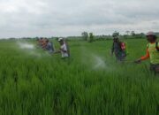 Bersama Poktan Wotan, Babinsa Koramil 09/Sumberrejo Bojonegoro dan PPL gelar Gerdal Hama Padi