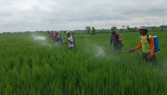 Bersama Poktan Wotan, Babinsa Koramil 09/Sumberrejo Bojonegoro dan PPL gelar Gerdal Hama Padi