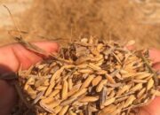 Harga Gabah di Tingkat Petani Turun, Sutiyah: “Kami Terpaksa Jual ke Tengkulak”