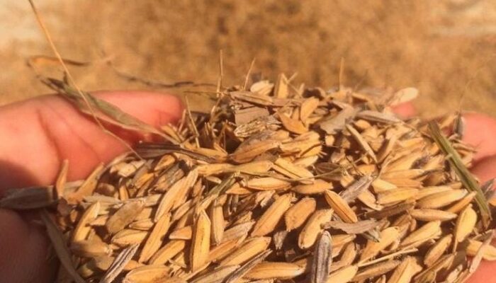 Harga Gabah di Tingkat Petani Turun, Sutiyah: “Kami Terpaksa Jual ke Tengkulak”