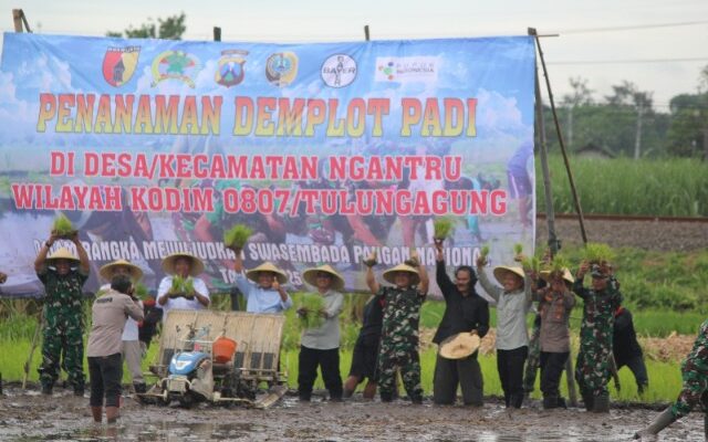 Demplot Padi di Ngantru, Langkah Strategis Dukung Ketahanan Pangan Nasional