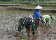 LTT Padi di Jatim Capai 217.711 Hektare, Jajaran Korem 081/DSJ Sumbang 30 Persen