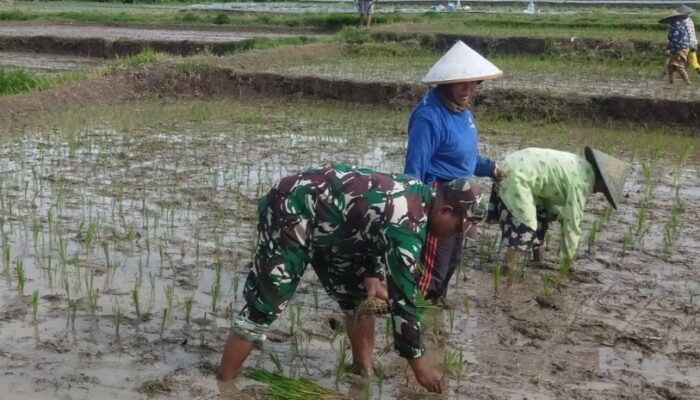 LTT Padi di Jatim Capai 217.711 Hektare, Jajaran Korem 081/DSJ Sumbang 30 Persen