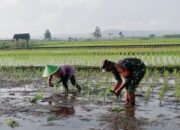 Target LTT Januari Selesai, Ini Persentase Tertinggi dan Terluas di Jajaran Korem 081/DSJ