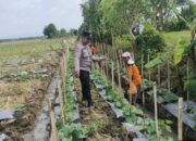 Kapolsek Bojonegoro Kota Perintahkan Bhabinkamtibmas Dampingi Petani Semangka, Dukung Program Asta Cita Presiden RI