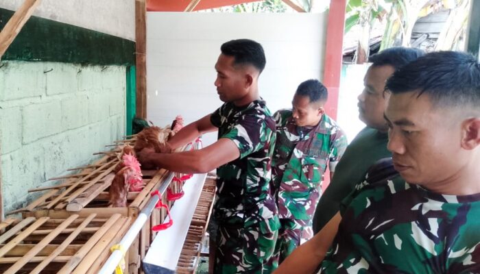 Koramil Jajaran Kodim 0813 Bojonegoro Galakan Budidaya Ayam Petelur, Dukung Ketahanan Pangan