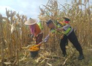 Dukung Ketahanan Pangan, Personel Polsek dan Koramil Kedungadem Kawal Petani Panen Jagung