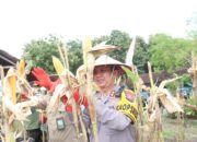 Dukung Ketahanan Pangan, Polres Bojonegoro Panen Raya Jagung