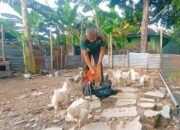 Dukung Ketahanan Pangan, Denhubrem 081/DSJ Budidaya Ayam dan Ikan