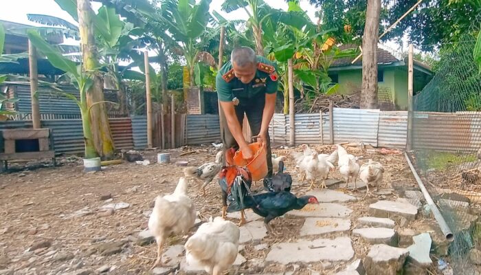 Dukung Ketahanan Pangan, Denhubrem 081/DSJ Budidaya Ayam dan Ikan