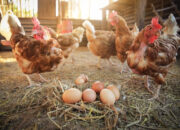 Pemkab Bojonegoro Luncurkan Program Ayam Petelur, Tingkatkan Perekonomian Masyarakat Prasejahtera