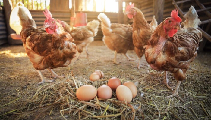 Pemkab Bojonegoro Luncurkan Program Ayam Petelur, Tingkatkan Perekonomian Masyarakat Prasejahtera