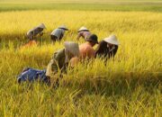 Tingkatkan Produksi Pertanian, Pemkab Bojonegoro Gandeng Bulog hingga Kemitraan dengan Petani