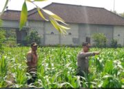 Cek Tanaman Di Lahan Ketahanan Pangan, Ini Penjelasan Unit Binmas Polsek Padangan