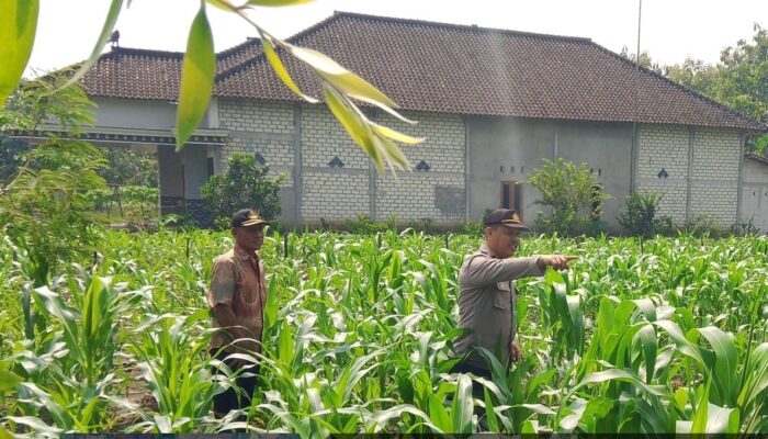 Cek Tanaman Di Lahan Ketahanan Pangan, Ini Penjelasan Unit Binmas Polsek Padangan