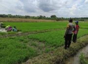 Dukung Asta Cita RI 1, Bhabinkamtibmas Polsek Bubulan Hadir Dampingi Petani